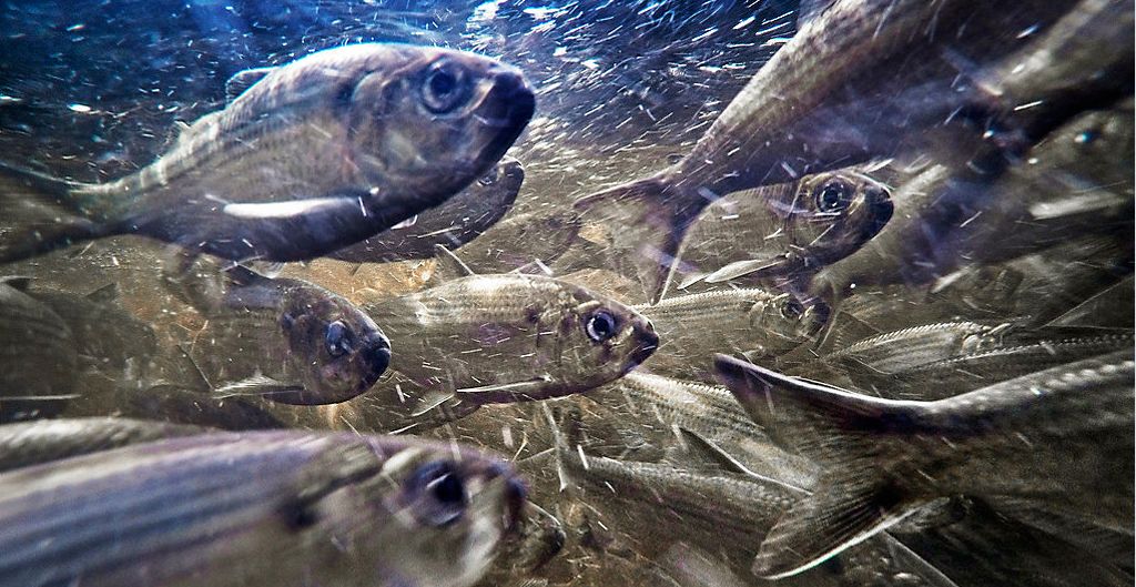 In this file photo, river herring, also known as alewives, swim in a stream in Franklin. (Photo by Robert F. Bukaty / Associated Press)