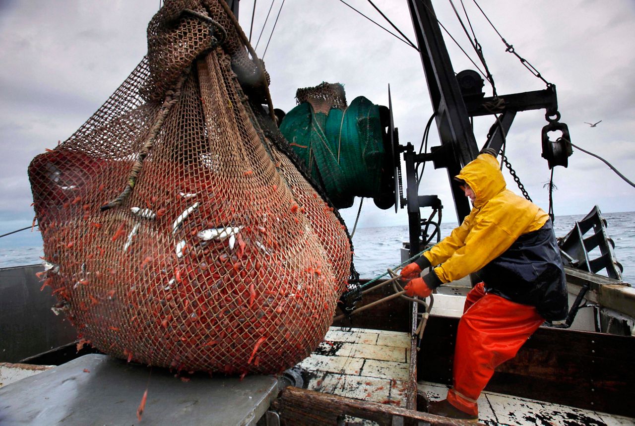 New England shrimp fishery to stay shuttered as waters warm