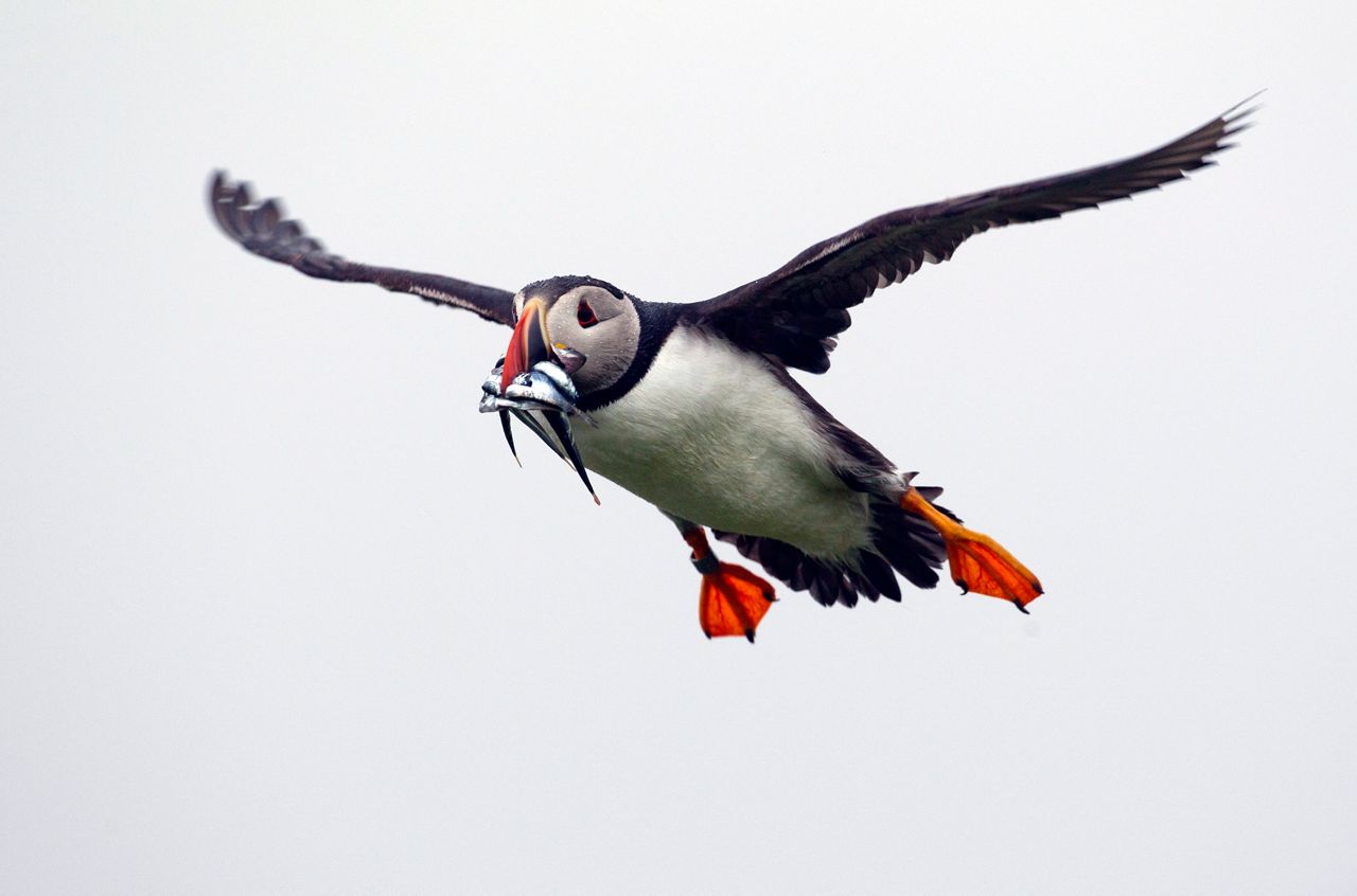 What Puffins Eat  Audubon Seabird Institute