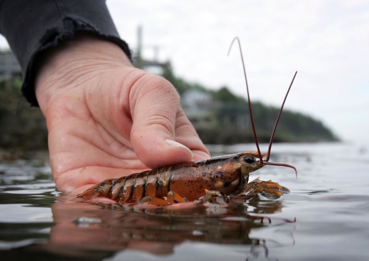 A scientist releases a juvenile lobster while doing research in Harpswell, Maine, in this June 2007 file photo. A trend of fewer baby lobsters appearing in a key fishing ground off New England appears to be continuing. (Photo by Robert F. Bukaty/Associated Pres).