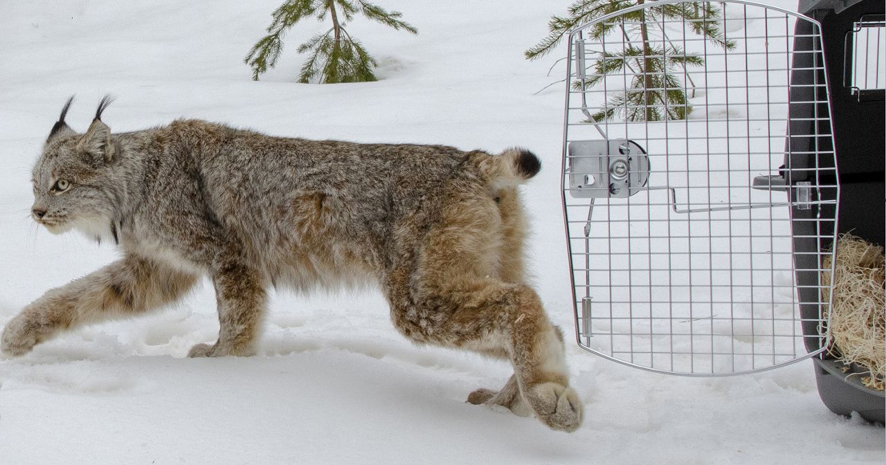 canadian lynx in snow