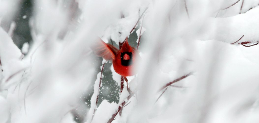 Heavy snowfall in Maine with red cardinal