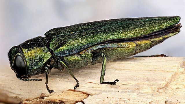 Emerald ash-borer