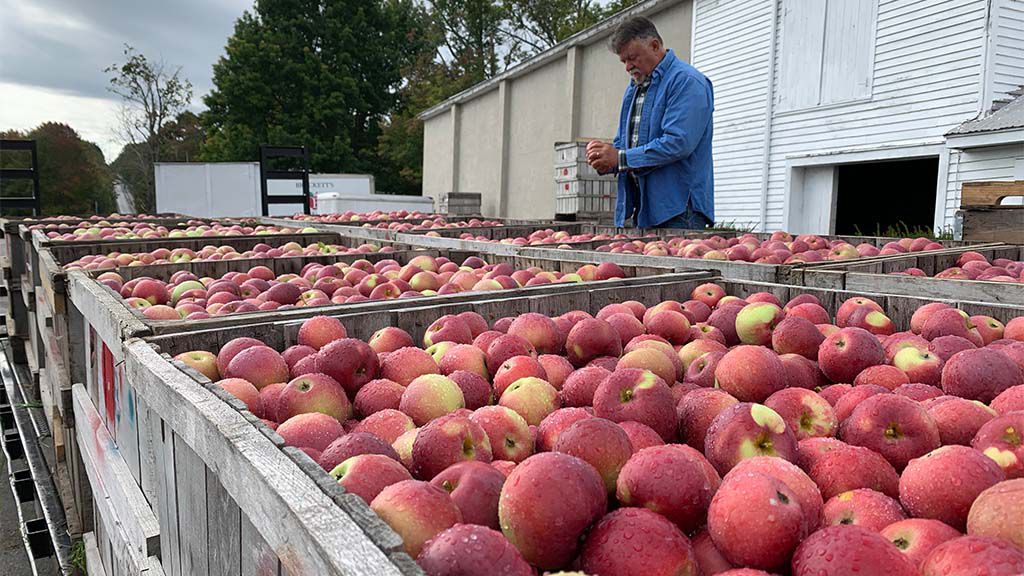 Guy Paulin, who manages Brackett orchard, inspects apples that are ready to be processed for packaging. (Photo by Maddison Raynor/Spectrum News Maine)