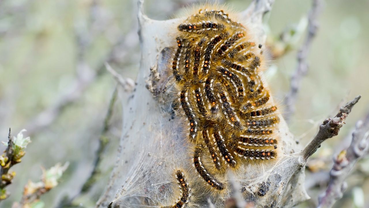 UMaine researchers gathering data on browntail moths
