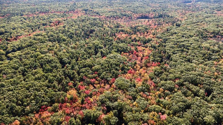 Maine forestland