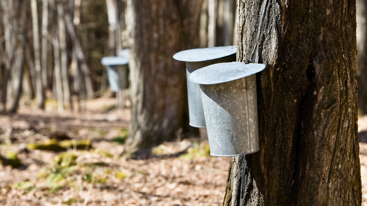 Maple syrup season came weeks early in the Midwest. Producers are doing their best to adapt