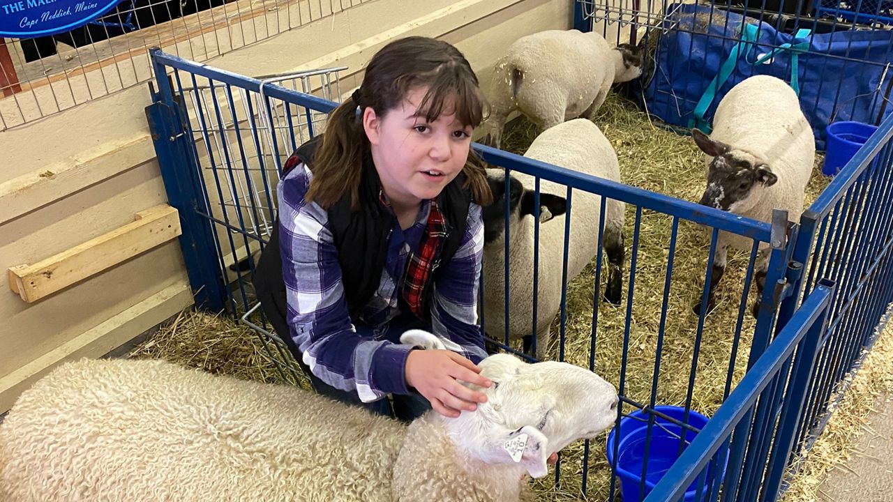 Training Livestock to Electric Fences - Cooperative Extension: Livestock -  University of Maine Cooperative Extension