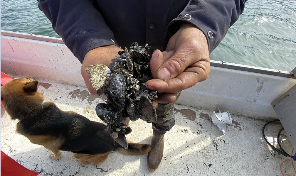 Theo de Koning shows a cluster of mussels from their farm in Frenchman Bay. (Photo by Susan Cover/Spectrum News Maine).