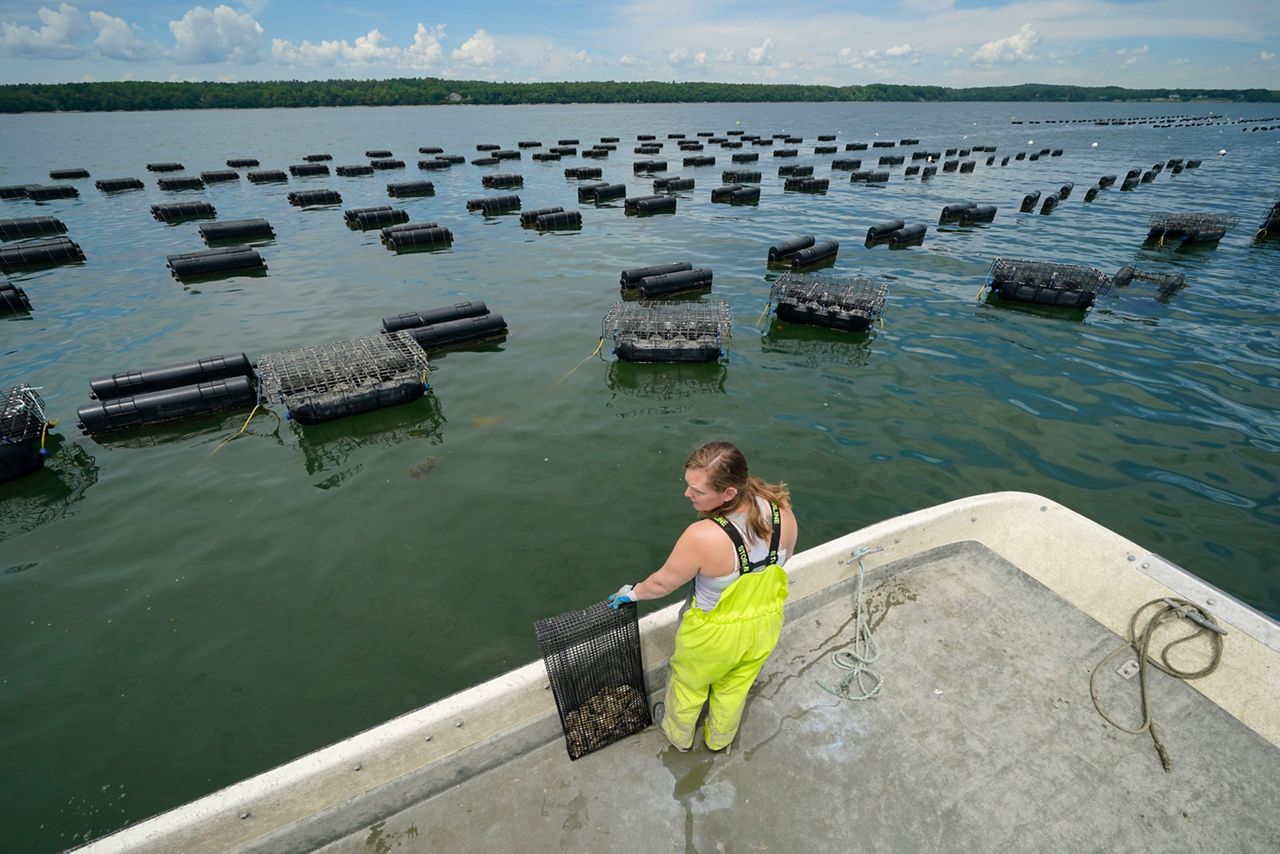 Maine oyster farm