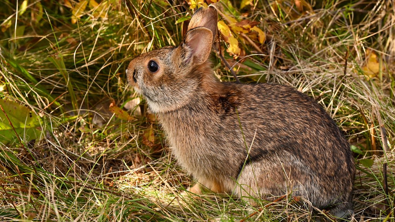 New England Cottontail rabbit