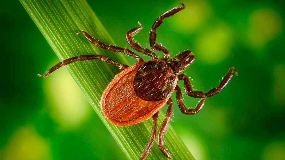 Black-legged tick