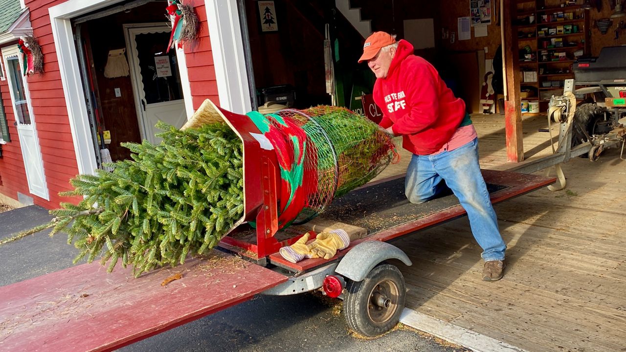 Growing Demand Making Christmas Trees Harder To Find