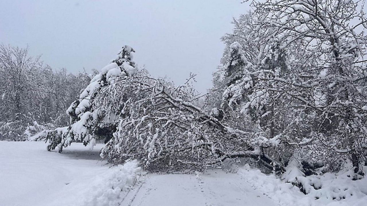 Tree down 
