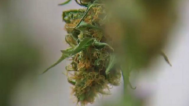 Those battling multiple sclerosis say medical marijuana relieves symptoms