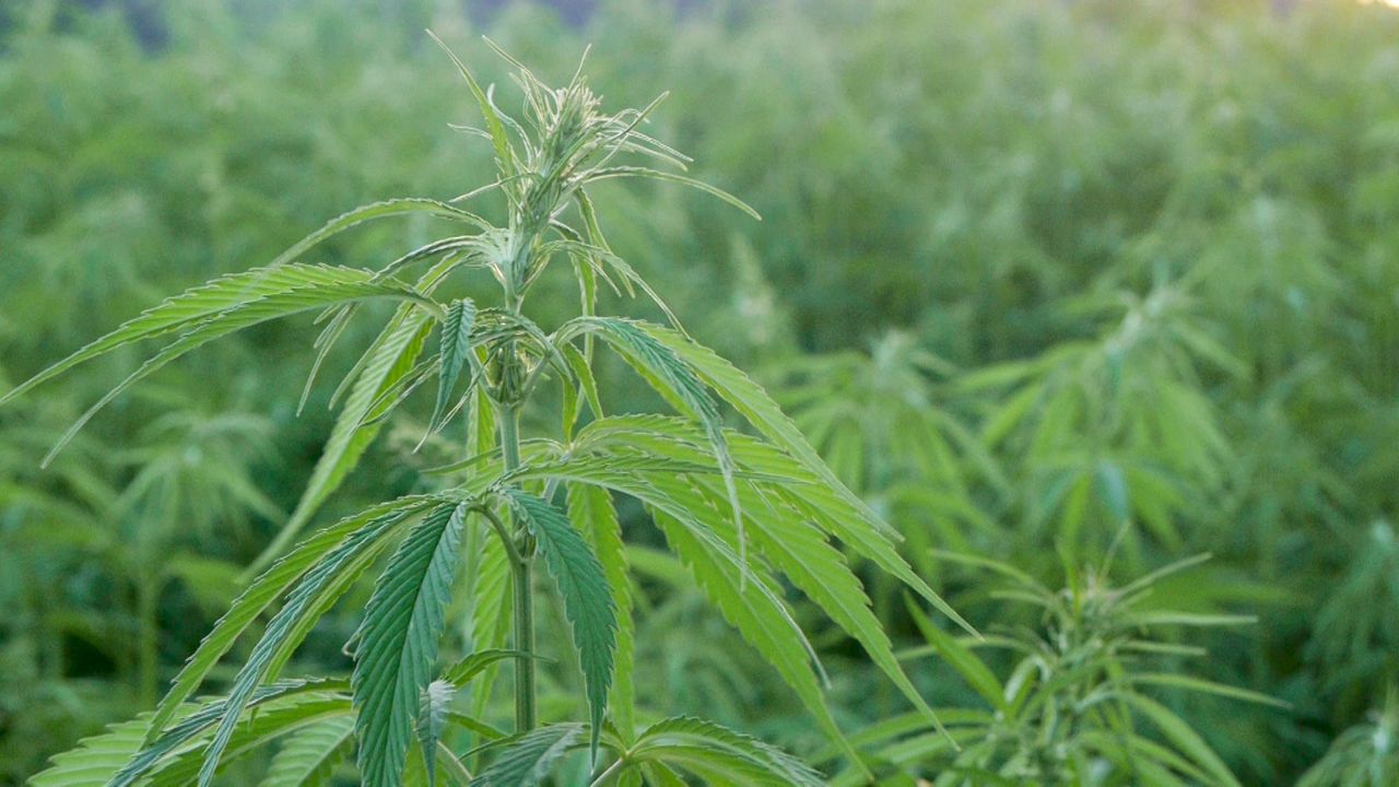 Marijuana plant in field.