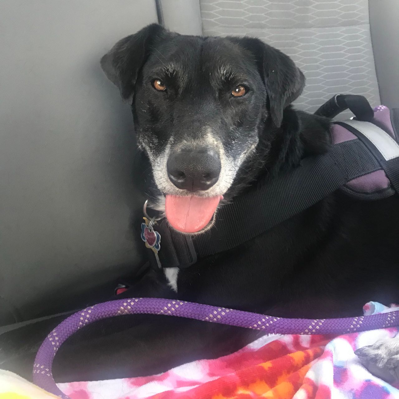 Meeko hangs out in the backseat of a car.