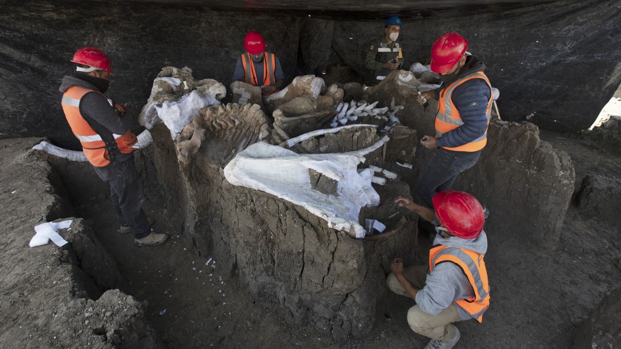 Paleontologists work to preserve the skeleton of a mammoth that was discovered at the construction site of a new airport in the Santa Lucia military base, Mexico, Thursday, Sept. 3, 2020 (via Associated Press)