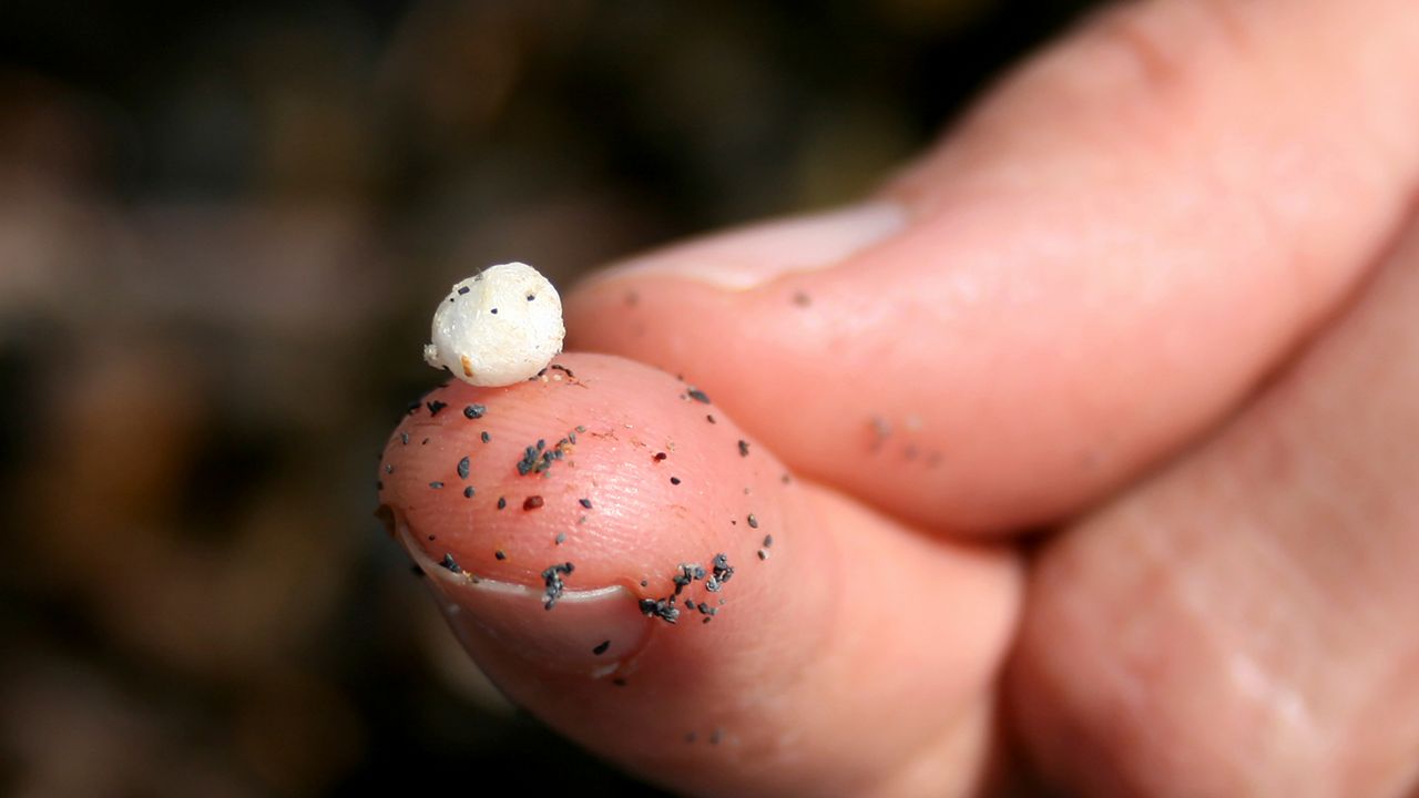 Florida's preemptive laws hurt fight against microplastics - Vimarsana News