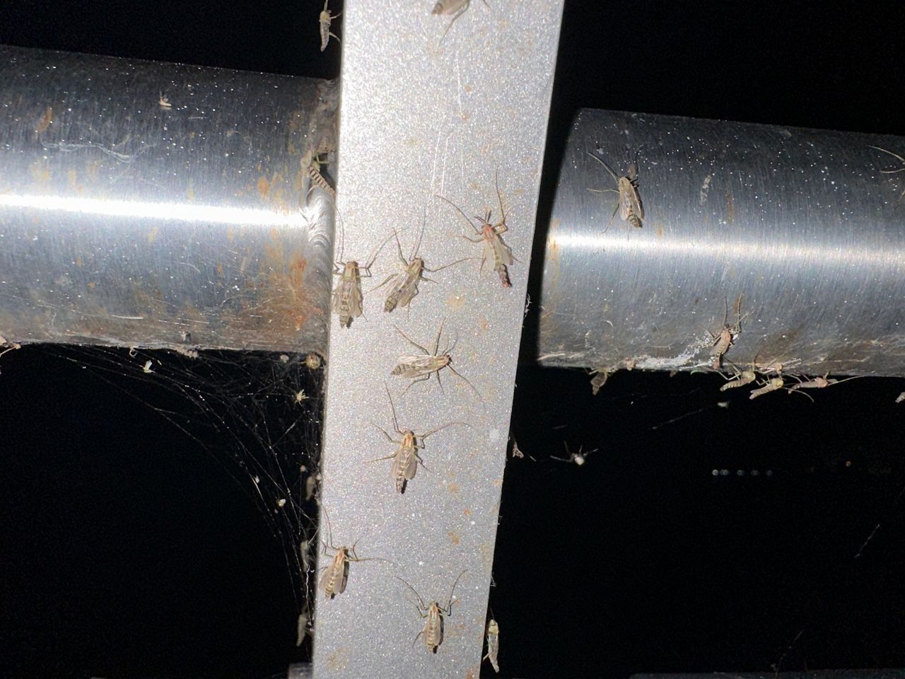 Midges, a mosquito-like insect, have been bugging people who try to enjoy the Riverwalk in Sanford. (Spectrum News 13/Christopher Krul)