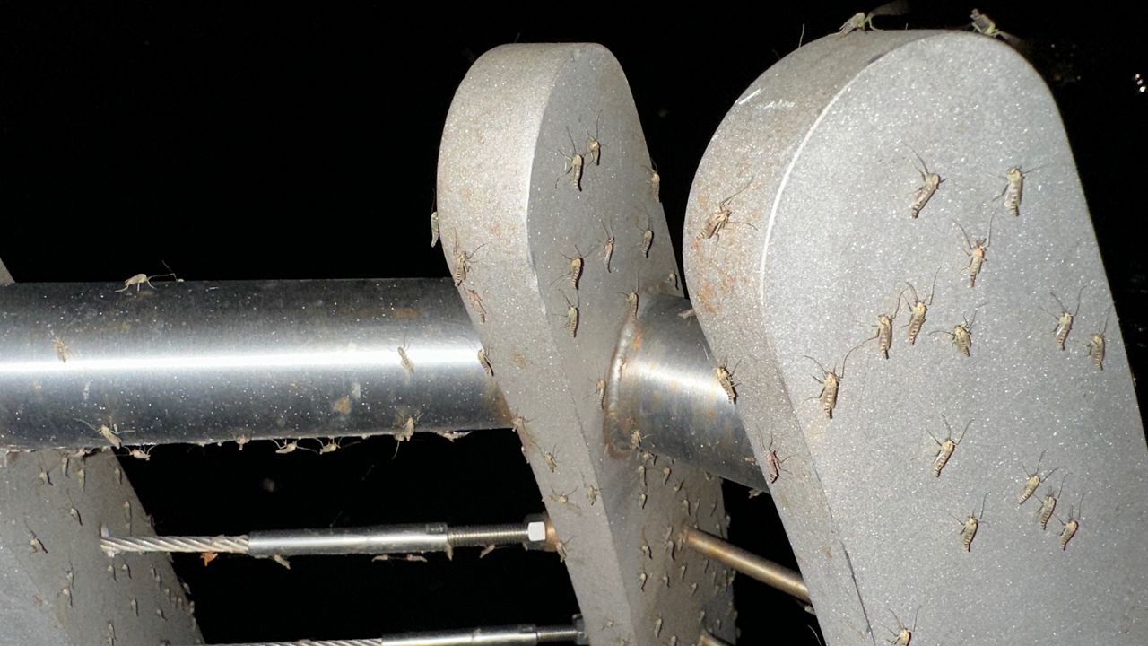 Midges on a railing at the Sanford Riverwalk. The city renewed their $126,000 contract with Clarke Environmental to address the issue. (Spectrum News 13/Christopher Krul)