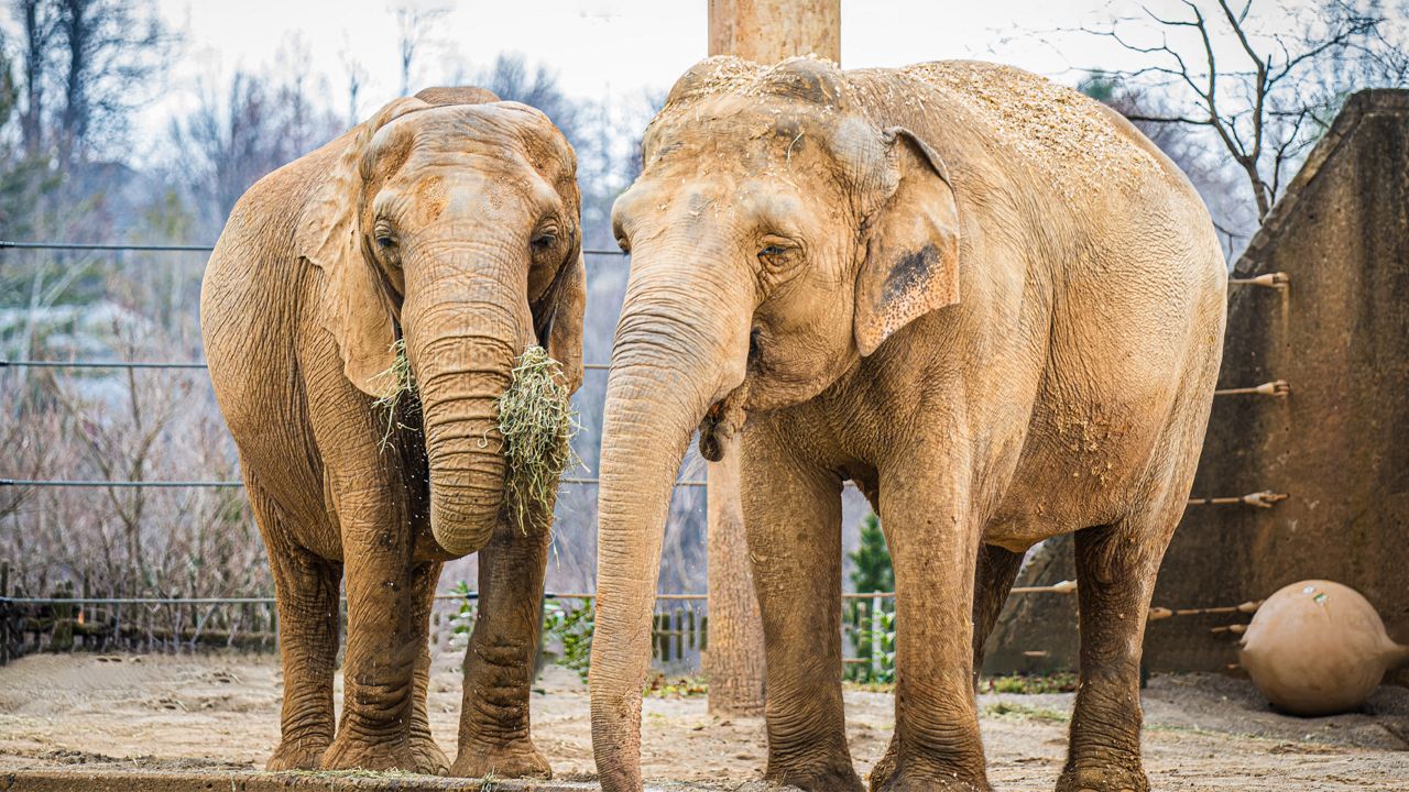 Louisville Zoo saying goodbye to its elephants