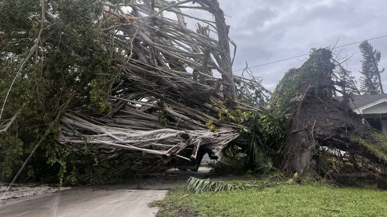 An uprooted tree lies across a driveway from Hurricane Milton's wind gusts in Bradenton. (Photo: Bethany Dhennin)