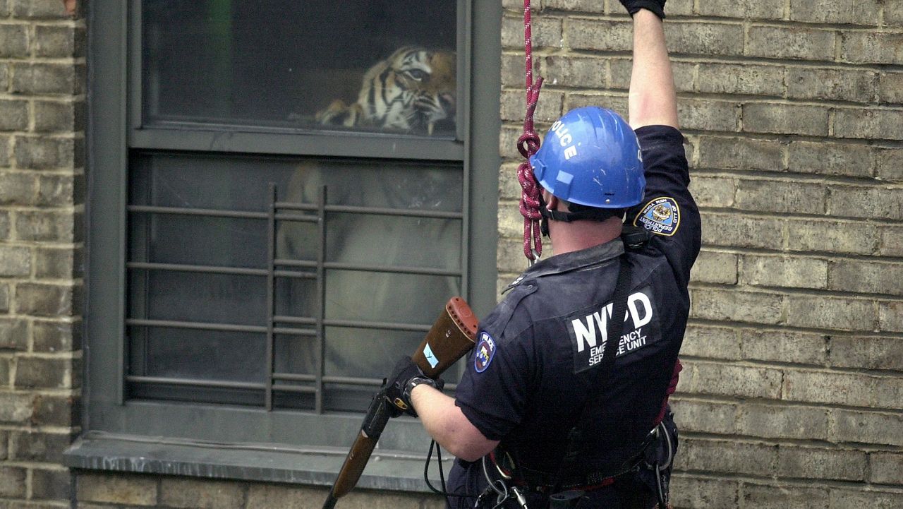 NYPD detective recounts rescue of Harlem's hidden tiger