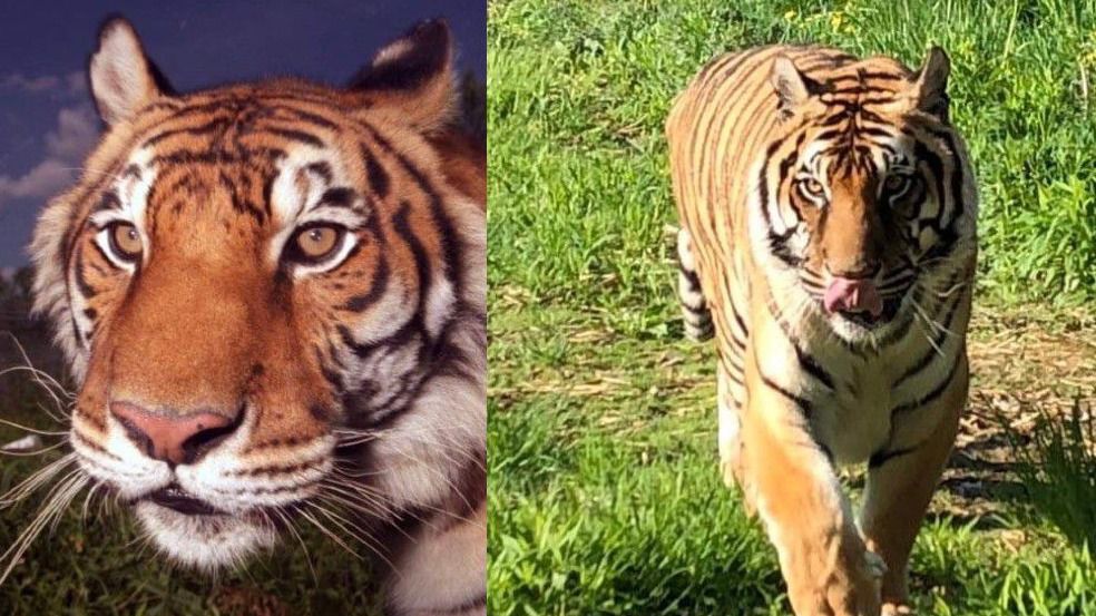 Ming the tiger is pictured in two different photos.