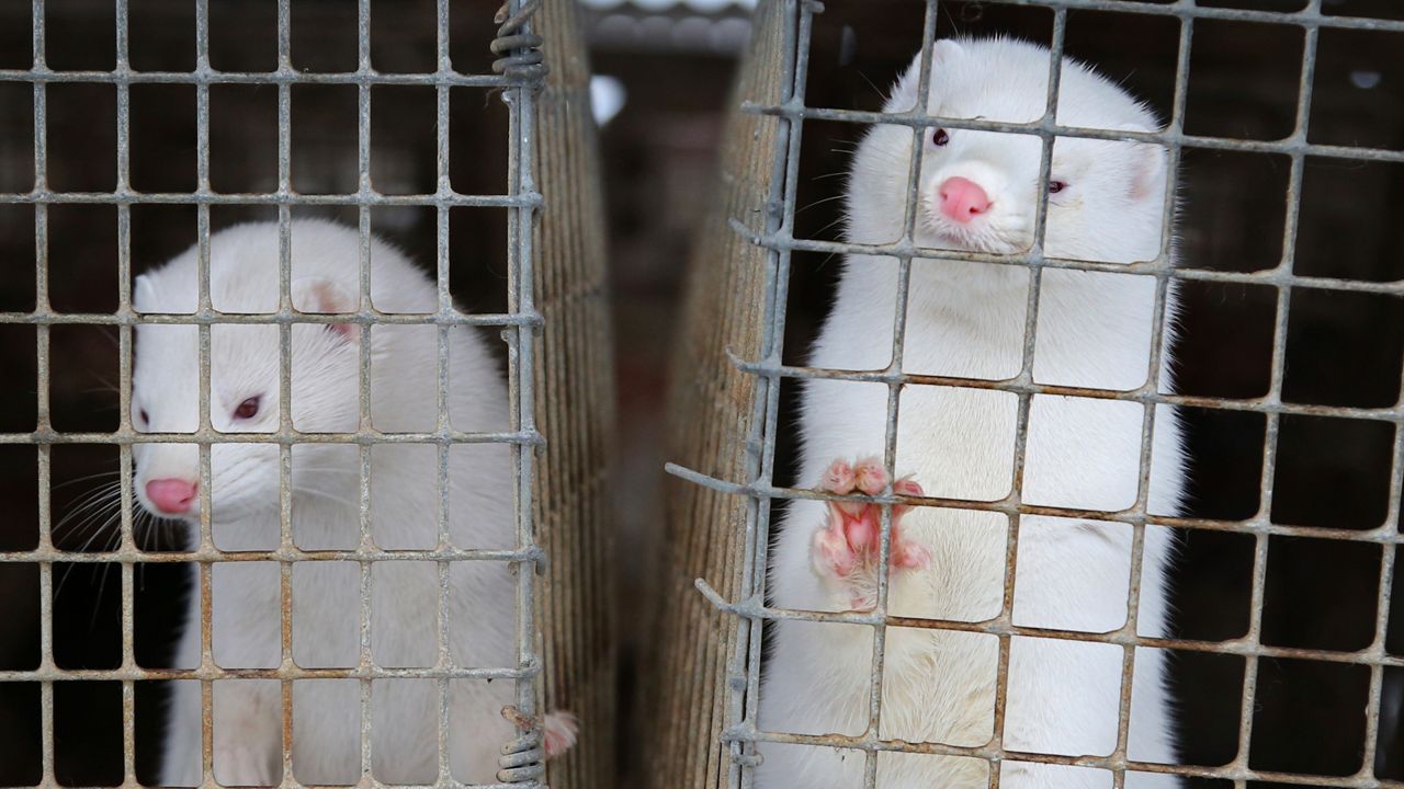 Two white mink: (AP Photo/Sergei Grits, File)
