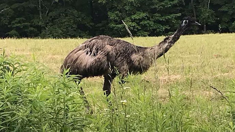 image of emu
