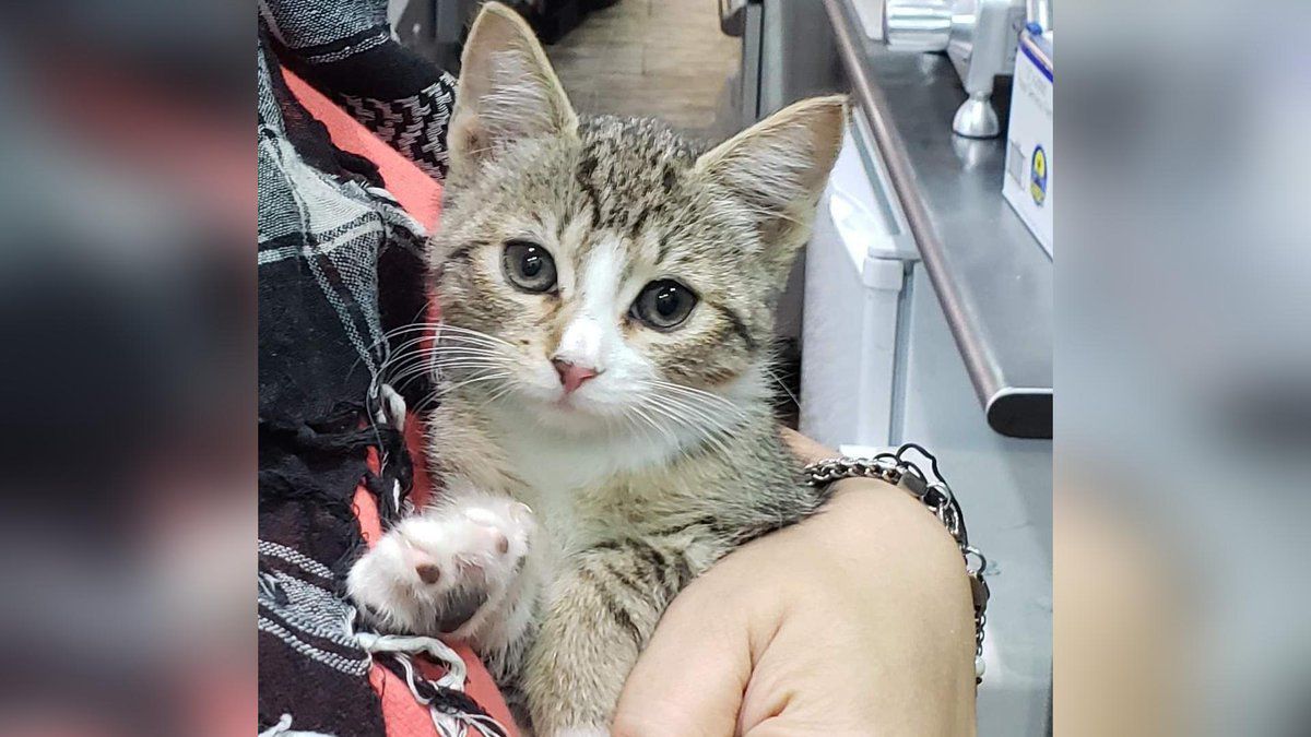 Missing kitten returned to bodega
