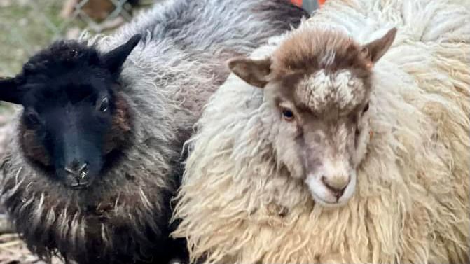 Two sheep missing from sensory farm in North Brookfield