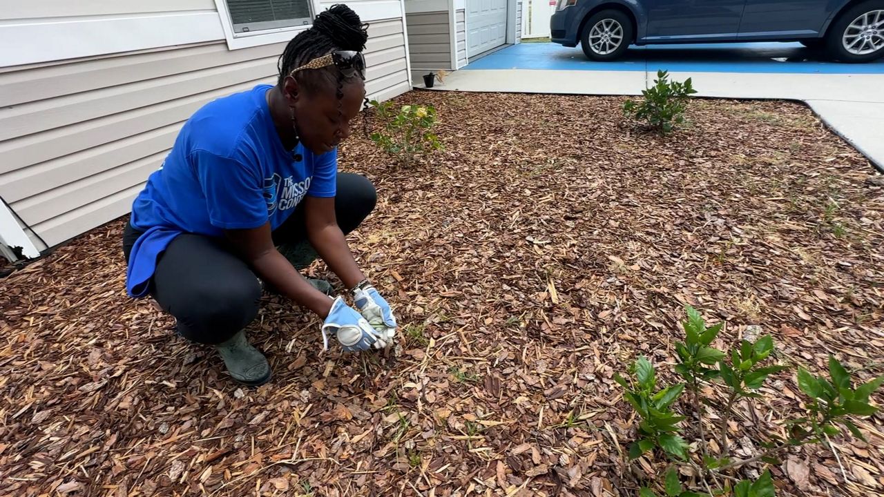 Hope Henry-Owens plucks weeds at James Cole Village.  (Spectrum News)