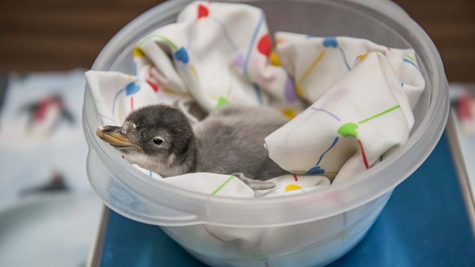 new baby gentoo penguin at the Milwaukee Co. Zoo