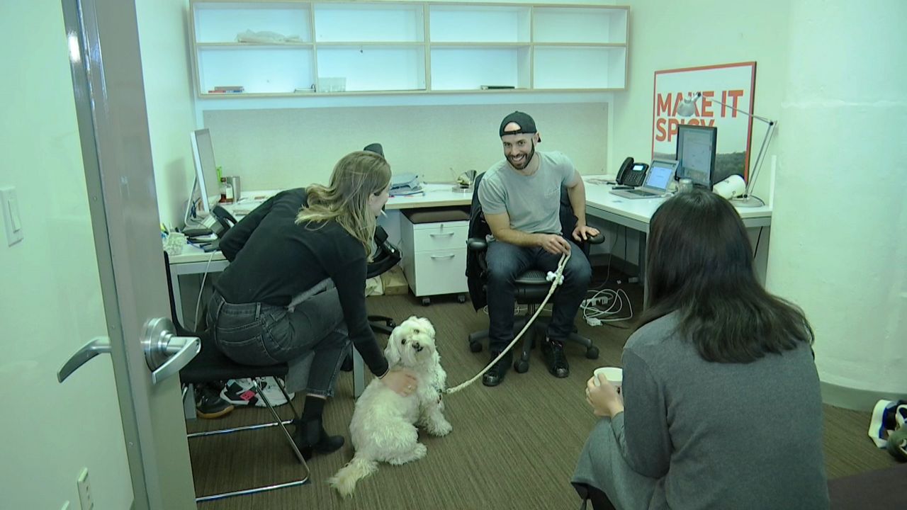 What Companies Allow Dogs At Work