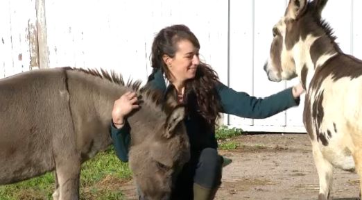 Jonell Chudyk hugs Gilbert and Anne, donkeys finding a new life at Mockingbird Farm in Byron, Genesee County.