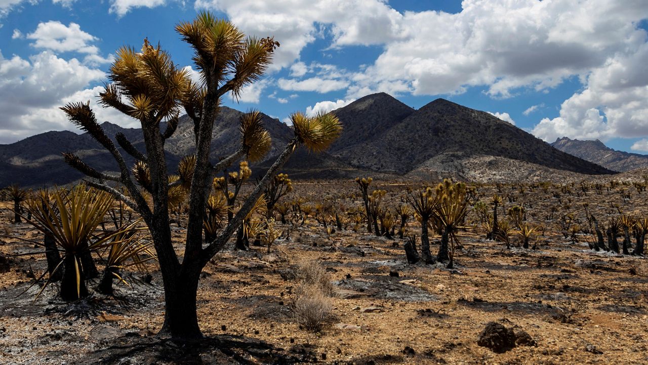 Burned landscape from the York Fire in the Mojave National Preserve on Tuesday, Aug. 1, 2023, in Nipton, Calif. The York Fire was partially contained by Tuesday morning after the blaze ignited Friday in a California wildland preserve and spread into Nevada. (AP Photo/Ty O'Neil)