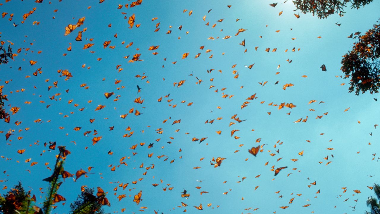 Californians urged to report monarch butterfly sightings as population declines