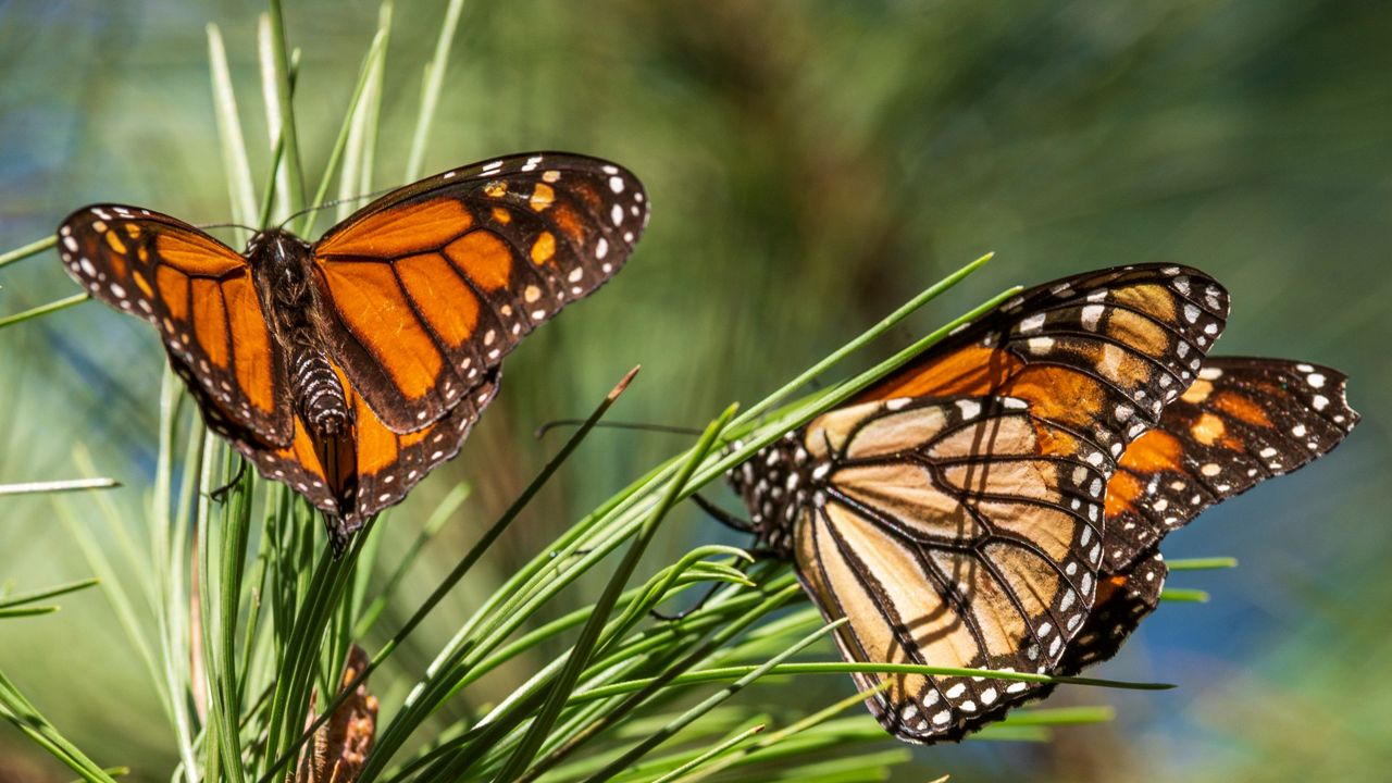 Monarch butterfly migration in Texas