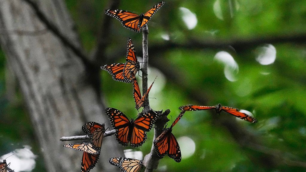 US wildlife officials will extend federal protections to monarch butterflies