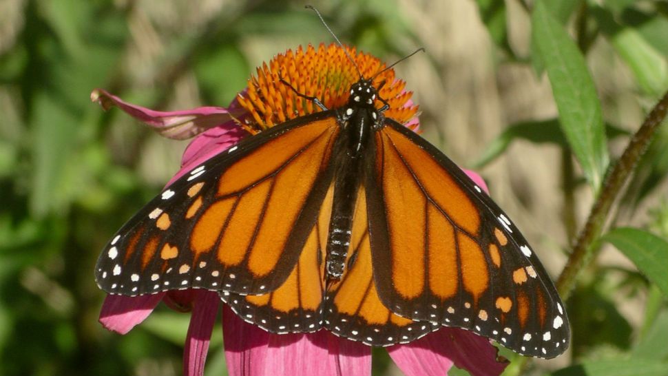 Monarch butterfly on a flower. (Lady Bird Johnson Wildflower Center)