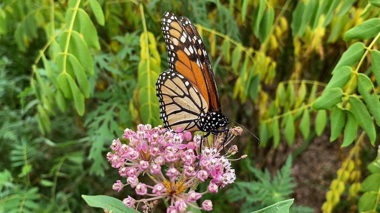 Planting Milkweed Can Help Monarch Butterfly Population