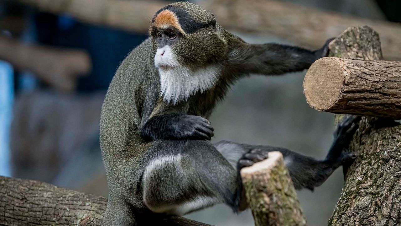 milwaukee-zoo-offers-free-admission-next-week