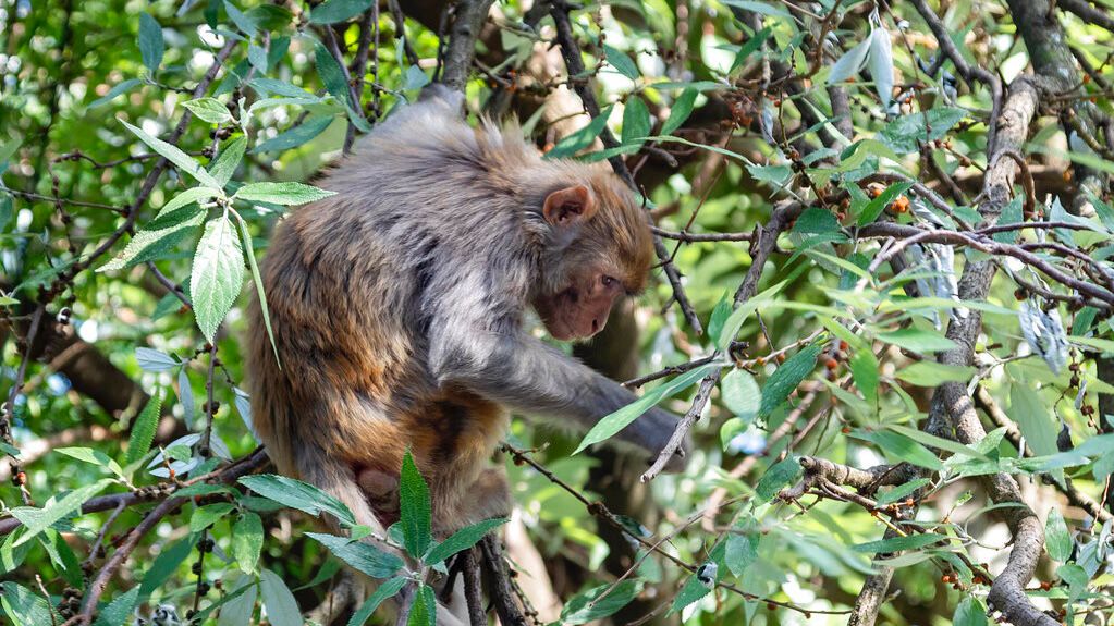 A rhesus macaque feeds on wild Himalayan Rhea fruits in Dharmsala, India, Wednesday, June 3, 2020. Note: These are not the monkeys who escaped from the South Carolina medical lab. (AP Photo/Ashwini Bhatia)