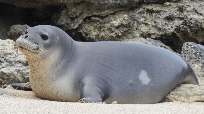 A Hawaiian monk seal pup RS48, also known as Hoʻomau Lehua. (Photo courtesy of Hawaii Marine Animal Response)