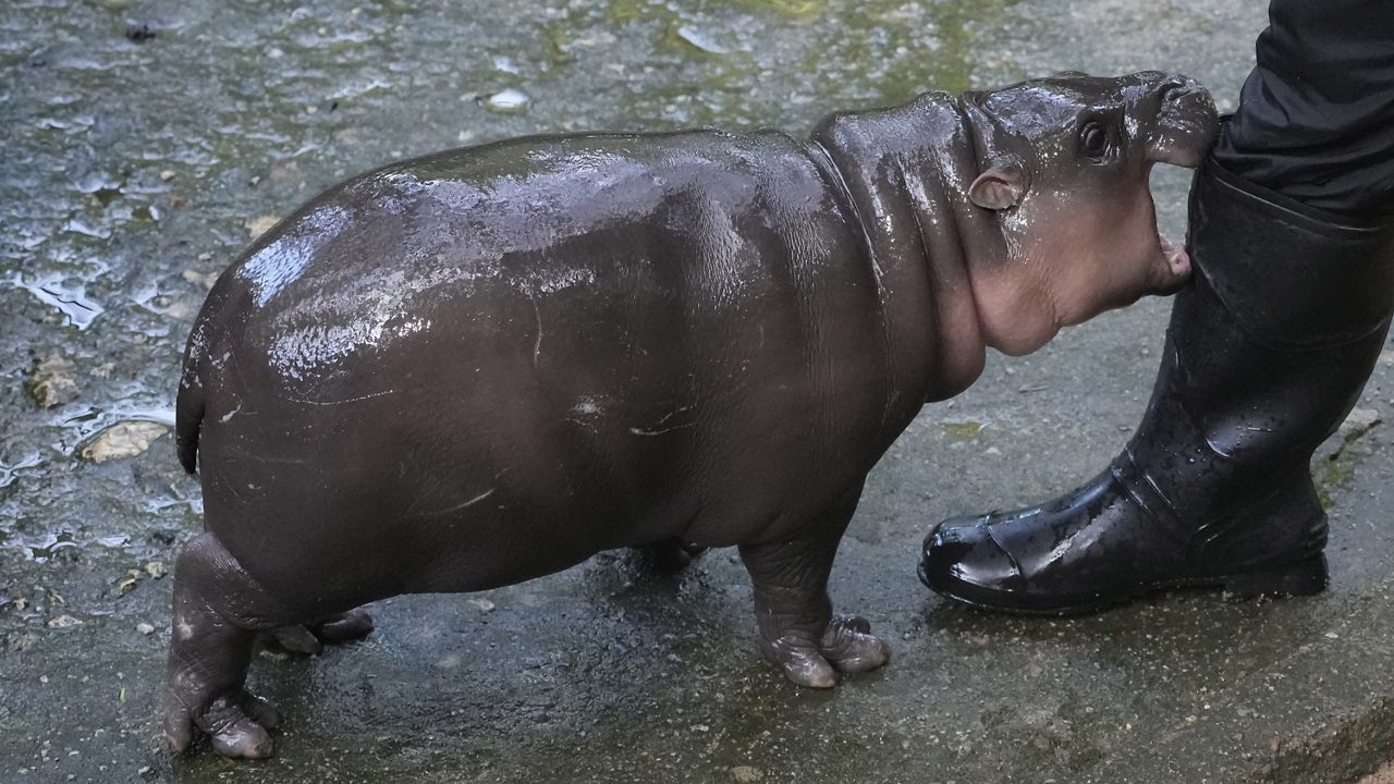 Two-month-old baby hippo Moo Deng plays with a zookeeper in the Khao Kheow Open Zoo in Chonburi province, Thailand, Thursday, Sept. 19, 2024. (AP Photo/Sakchai Lalit)