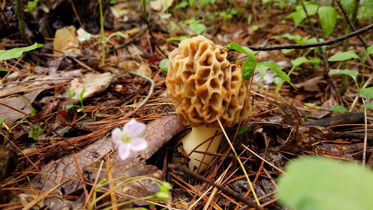 Morel Mushroom Hunting