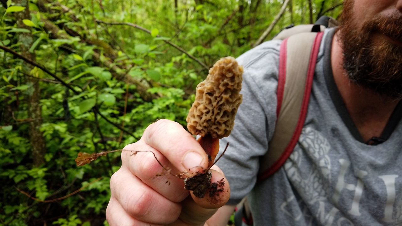 Morel Mushroom Hunting
