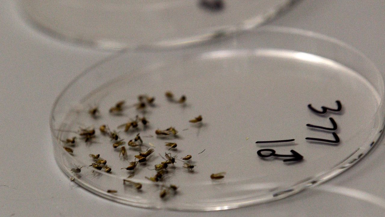 FILE - In a Thursday, Aug. 16, 2012 file photo, dead mosquitos are lined up waiting to be sorted at the Dallas County mosquito lab in Dallas. (AP Photo/LM Otero, File)